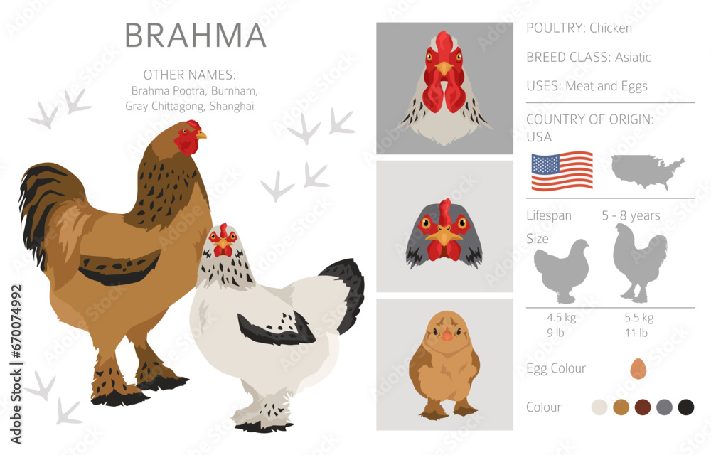 Brahma Chicken breeds clipart. Poultry and farm animals. Different