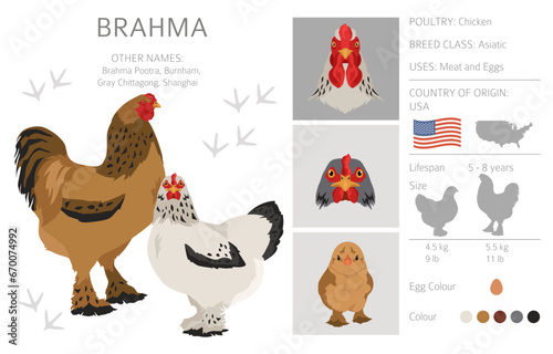 Brahma Chicken breeds clipart. Poultry and farm animals. Different colors set