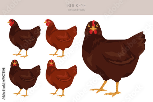 Buckeye Chicken breeds clipart. Poultry and farm animals. Different colors set