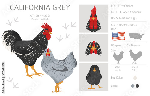 California Grey Chicken breeds clipart. Poultry and farm animals. Different colors set