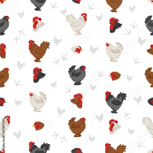 Frizzle Chicken breeds seamless pattern. Poultry and farm animals. Different colors set