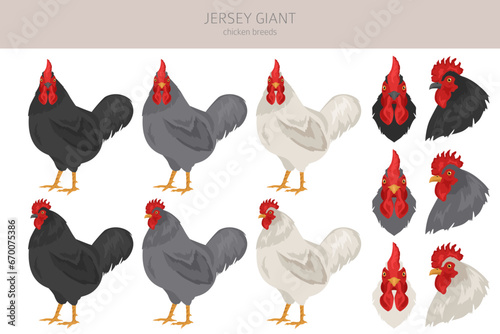 Jersey Giant Chicken breeds clipart. Poultry and farm animals. Different colors set