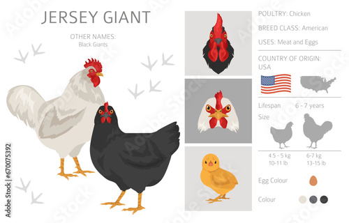 Jersey Giant Chicken breeds clipart. Poultry and farm animals. Different colors set