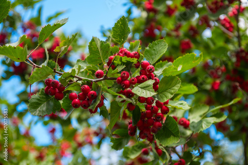 Red hawthorn (Crataegus) berries and green leaves in a garden