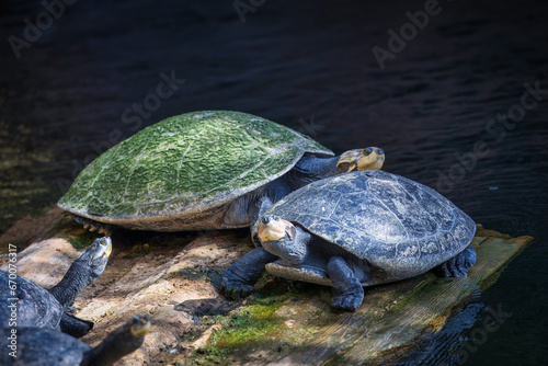 Magdalena River turtle on the rock