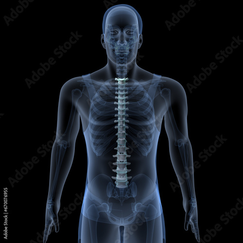 male skeleton ribs,sacrum,lumbar vertebrae,scapula and sternum anatomy. 3d illustration