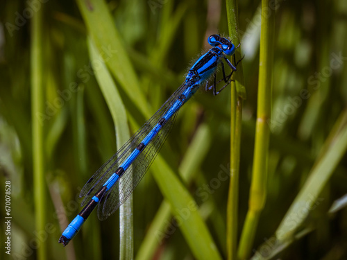 A damsel not in distress!  An azure damselfly, coenagrio puella, rests on a blade of grass in a meadow in June, before dancing across the field with many, many others.