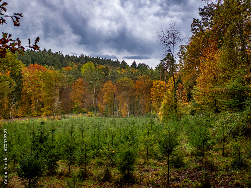 Wiederaufforstung im Mischwald durch anpflanzen von jungen Bäumen Wiederaufforstung im Mischwald durch anpflanzen von jungen Bäumen