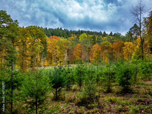 Fototapeta Naklejka Na Ścianę i Meble -  Wiederaufforstung im Mischwald durch anpflanzen von jungen Bäumen