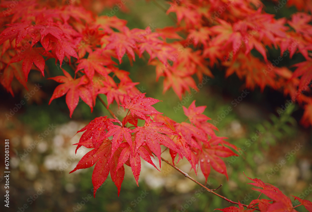 Beautiful autumn leaves that turned red in autumn in Japan. Japanese Maple tree called Acer Palmatum Fireglow in bright sunshine. Beautiful autumn leaves that turned red in autumn in Japan. Japanese Maple tree called Acer Palmatum Fireglow in bright sunshine.