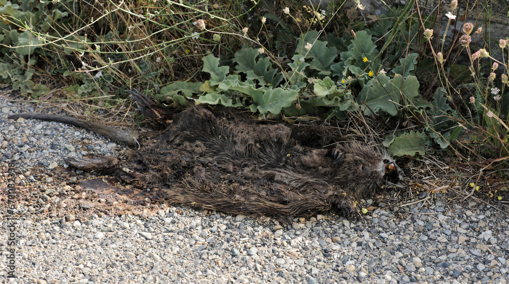 Dead nutria lying on a road Dead nutria lying on a road