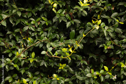 green leaves background