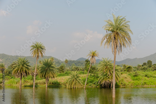 palm trees on the beach