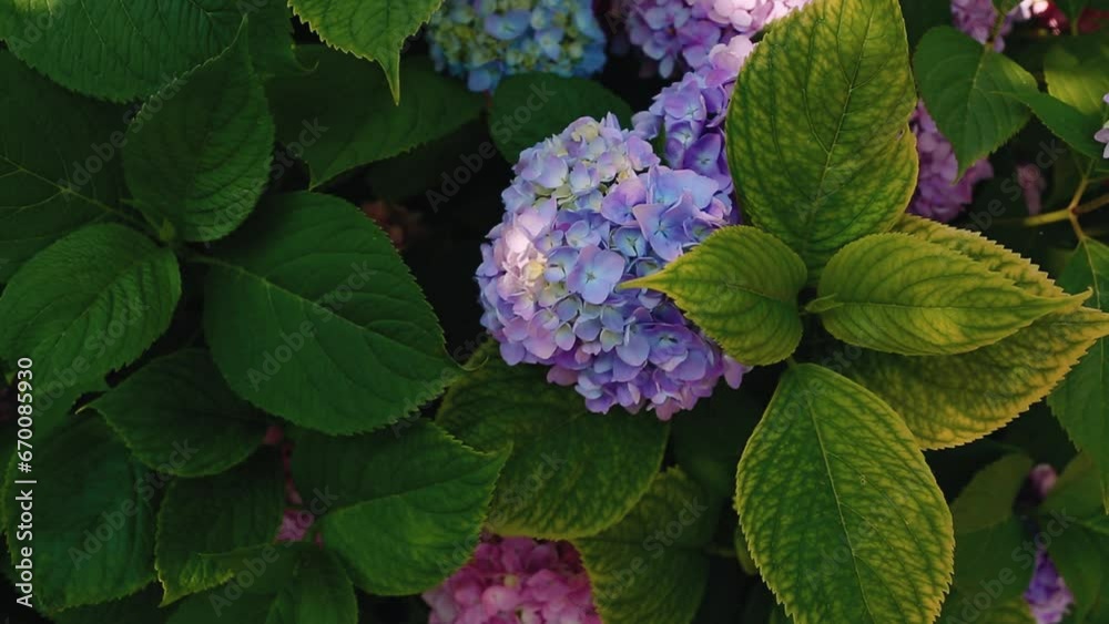 Bushes of purple and pink hydrangea flowers. Growing beautiful hydrangea.
Bushes of purple and pink hydrangea flowers. Growing beautiful hydrangea.
