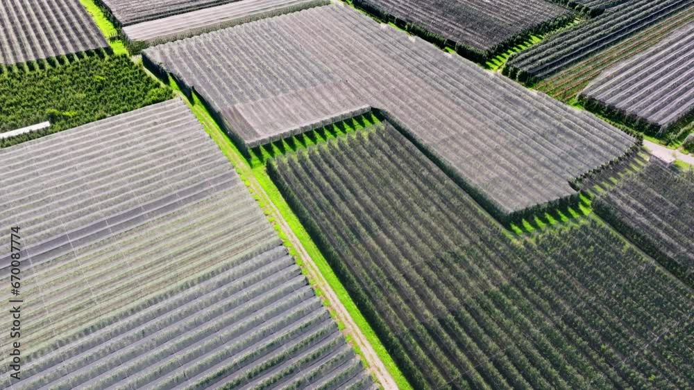 Aerial flight over the green apple orchards in a valley in Italy Aerial flight over the green apple orchards in a valley in Italy