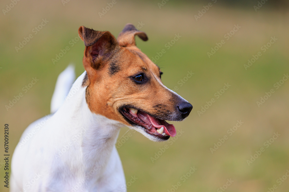Cute dog of the Jack Russell Terrier breed on a blurred nature background. Pet portrait with selective focus