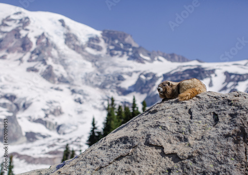 Marmot in Skyline Trail