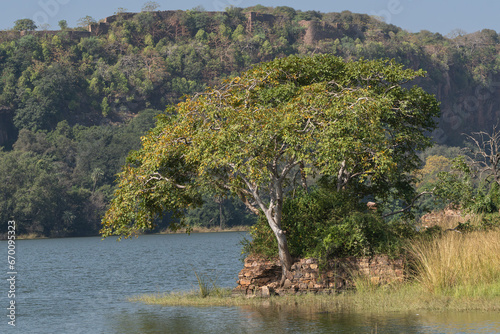 Photography View of tree and ruins on the island on Padam Talao lake with Ranthambore Fort in background