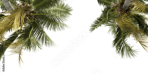Coconutr tree branch isolated on white background