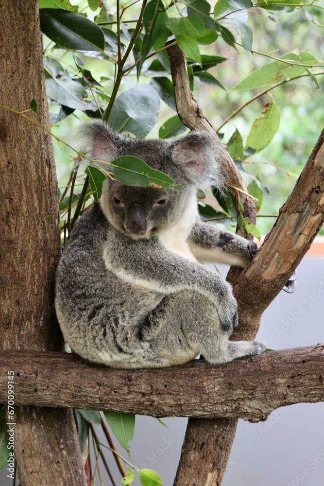 koala bear sleeping on tree koala bear sleeping on tree