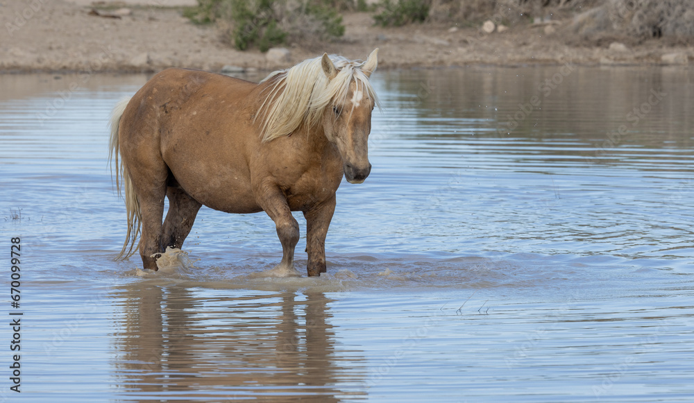 Wild Horse at a Desert Waterhole in Utah Wild Horse at a Desert Waterhole in Utah