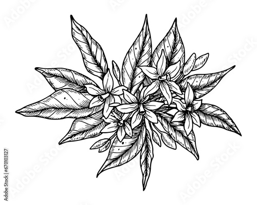 Orange Fruit Flowers with green leaves. Hand drawn vector Floral illustration of blooming citrus branch in black and white colors. Linear botanical drawing of tangerine greenery.