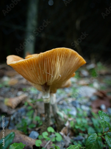 Mushroom in rocks (Wavy Cap )