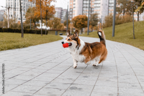 A corgi plays with a ball in the fall at the park © love_dog_photo