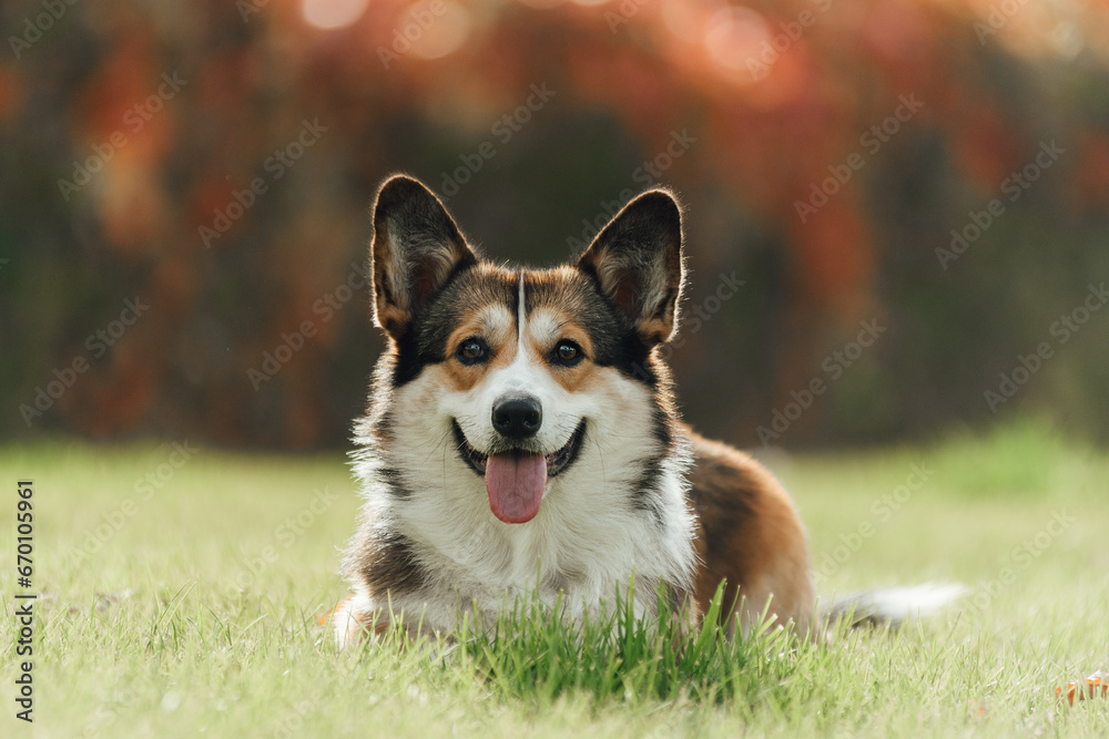 A corgi in a fall park lies on the grass