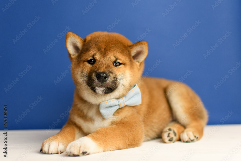 A cute shiba inu puppy poses against a blue background A cute shiba inu puppy poses against a blue background