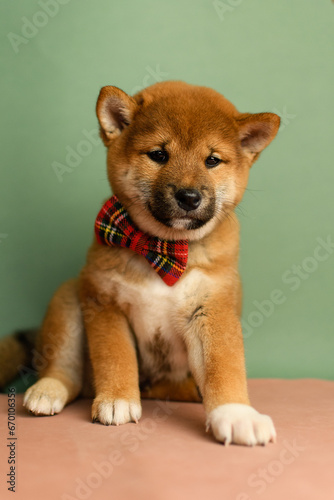 A cute shiba inu puppy with a red bow tie poses on a green background
