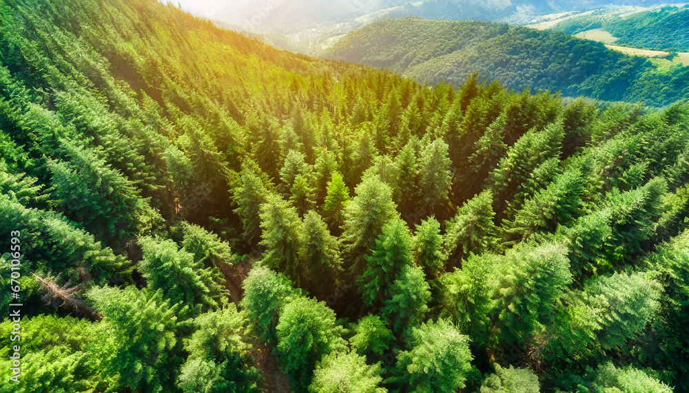 aerial top view of green trees in forest pine forest of lush trees generative ai
