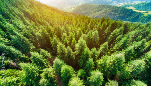 aerial top view of green trees in forest pine forest of lush trees generative ai © Charlotte