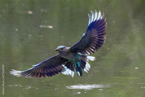 Indochinese Roller in flight or Indochinese Roller flying, scientific name is Coracias affinis. photo