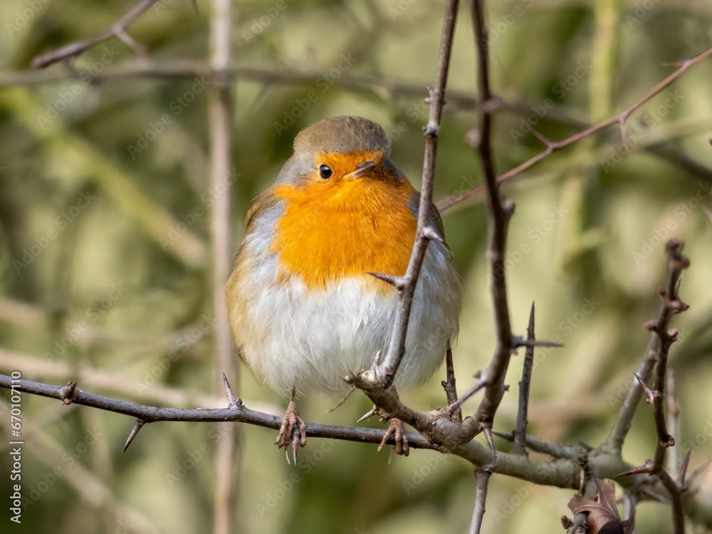 I'm not at all cold...I have my own wearable quilt! A eurasian robin in winter in Warwickshire, England I'm not at all cold...I have my own wearable quilt! A eurasian robin in winter in Warwickshire, England
