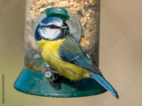 A blue tit perches on a seed feeder