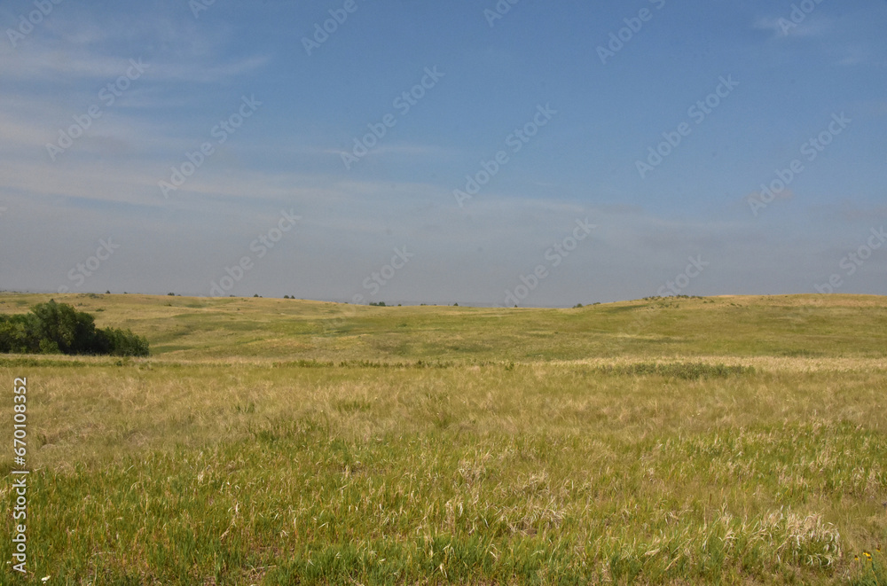 Beautiful Prairie with Wild Grasses Growing in the Summer