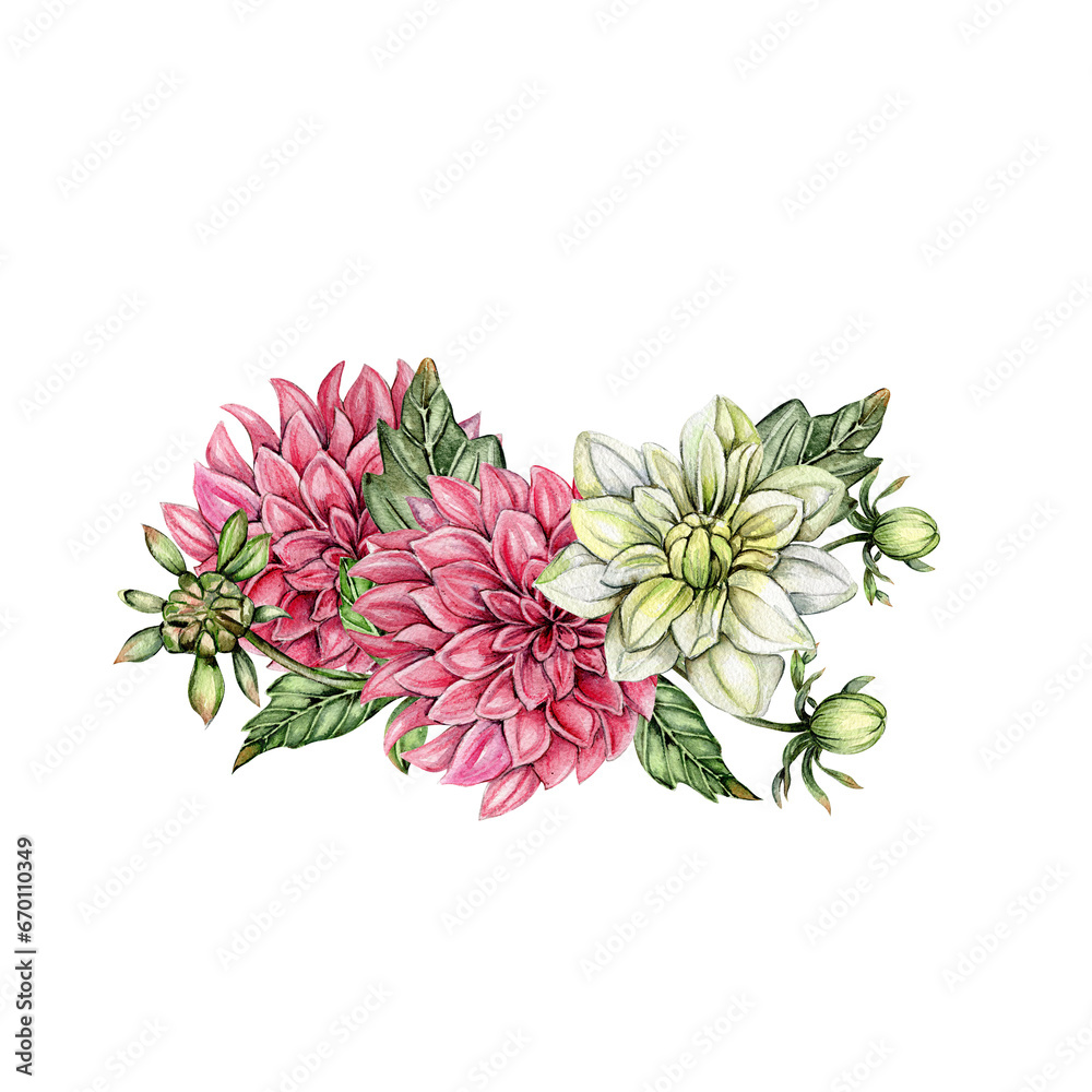 Watercolor dahlia flowers composition. Hand drawn illustration of a blooming flower garden. Design for baby shower party, birthday, cake, holiday celebration design, posters,greetings card,invitation.