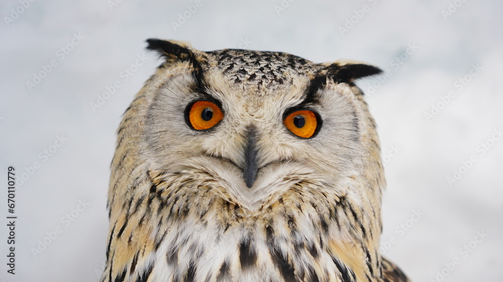 Fototapeta premium シベリアワシミミズク