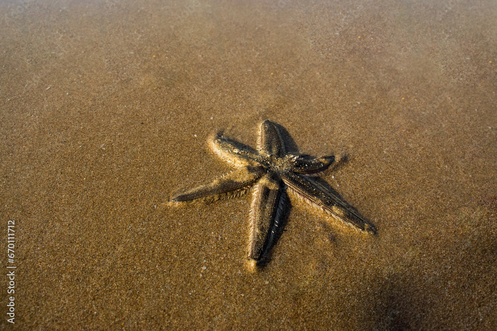 arena de la playa y una estrella de mar