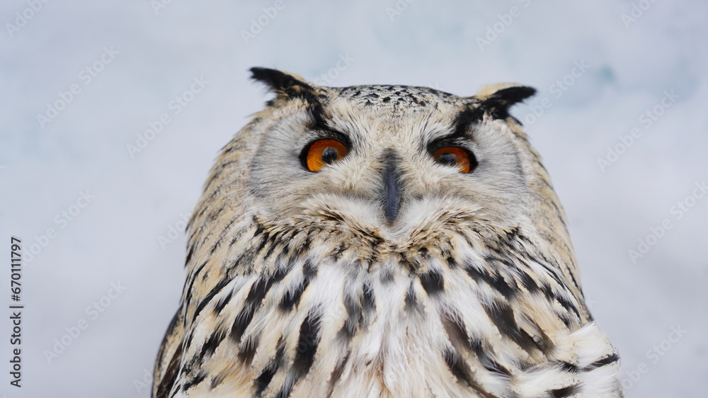 Fototapeta premium シベリアワシミミズク