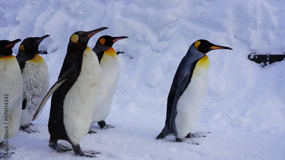Fototapeta premium コウテイペンギン