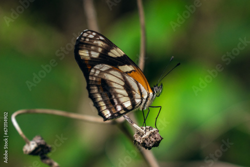 mariposa closeup