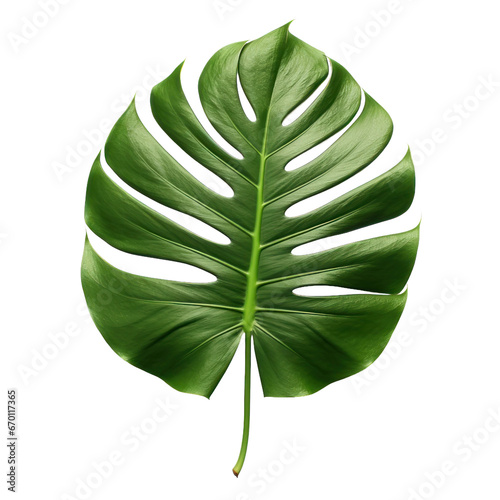 Beautiful fresh monstera tropical leaf, decorative floral element isolated on transparent background. Png clip art.