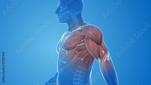 Biceps muscle pain and injury