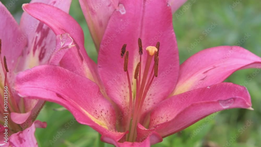beautiful big pink - lilac lily flower blooming in garden. macro footage beautiful big pink - lilac lily flower blooming in garden. macro footage