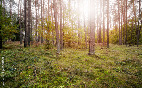 Photo of a forest in autumn.