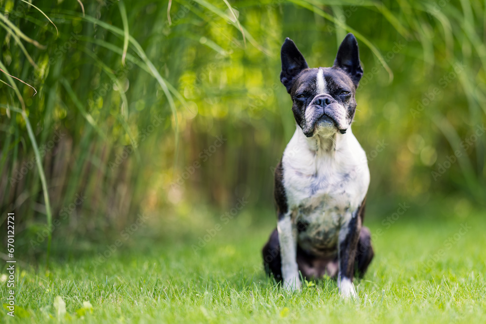 Portrait of a Boston Terrier sitting on the grass in the garden Portrait of a Boston Terrier sitting on the grass in the garden
