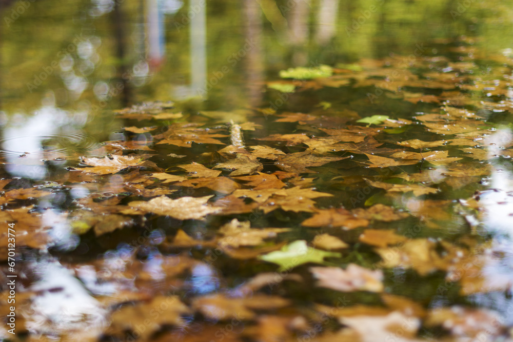 Fototapeta premium Colorful fall leaves in pond lake water, floating autumn leaf