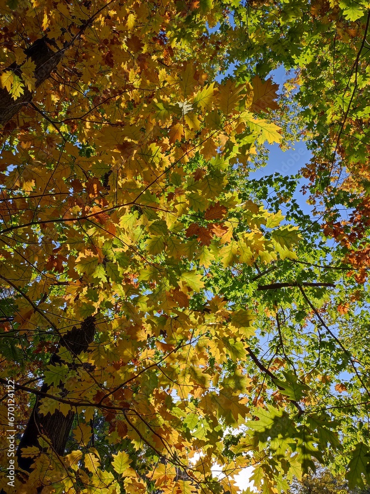 Bright colorful autumn leaves in sunlight and blue sky, beautiful background Bright colorful autumn leaves in sunlight and blue sky, beautiful background